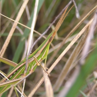 Acrida conica (Giant green slantface) at Block 402 - 13 Mar 2022 by MatthewFrawley