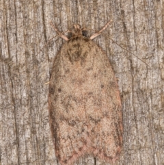 Garrha repandula (a Concealer Moth) at Melba, ACT - 14 Jan 2022 by kasiaaus