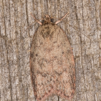 Garrha repandula (a Concealer Moth) at Melba, ACT - 13 Jan 2022 by kasiaaus