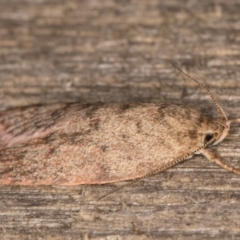 Garrha repandula at Melba, ACT - 14 Jan 2022 12:23 AM