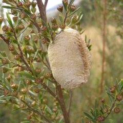 Mantidae (family) (Egg case of praying mantis) at Block 402 - 13 Mar 2022 by MatthewFrawley