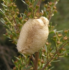 Mantidae - egg case (family) at Stromlo, ACT - 13 Mar 2022 11:19 AM