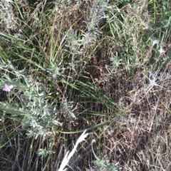 Epilobium billardiereanum subsp. cinereum (Hairy Willow Herb) at Jerrabomberra, ACT - 13 Mar 2022 by CallumBraeRuralProperty