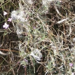 Epilobium billardiereanum subsp. cinereum at Jerrabomberra, ACT - 13 Mar 2022
