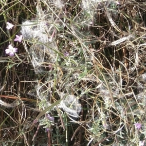 Epilobium billardiereanum subsp. cinereum at Jerrabomberra, ACT - 13 Mar 2022 04:34 PM