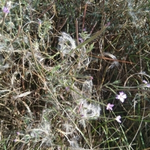 Epilobium billardiereanum subsp. cinereum at Jerrabomberra, ACT - 13 Mar 2022 04:34 PM