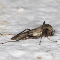 Unidentified True fly (Diptera) (TBC) at Melba, ACT - 14 Jan 2022 by kasiaaus