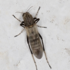 Ceratopogonidae (family) at Melba, ACT - 14 Jan 2022 09:48 PM