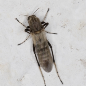 Ceratopogonidae (family) at Melba, ACT - 14 Jan 2022 09:48 PM