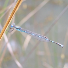 Austrolestes leda (Wandering Ringtail) at Block 402 - 13 Mar 2022 by MatthewFrawley