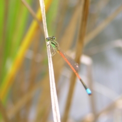 Ischnura aurora (Aurora Bluetail) at Stromlo, ACT - 13 Mar 2022 by MatthewFrawley