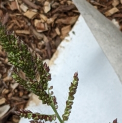 Echinochloa crus-galli (Barnyard Grass) at Watson, ACT - 13 Mar 2022 by abread111