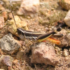 Macrotona australis (Common Macrotona Grasshopper) at Piney Ridge - 13 Mar 2022 by MatthewFrawley