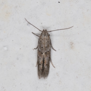 Gelechioidea (superfamily) at Melba, ACT - 14 Jan 2022