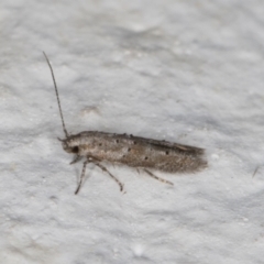 Gelechioidea (superfamily) at Melba, ACT - 14 Jan 2022 09:54 PM