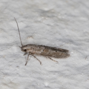 Gelechioidea (superfamily) at Melba, ACT - 14 Jan 2022 09:54 PM