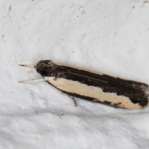 Ardozyga mesochra and similar species at Melba, ACT - 14 Jan 2022