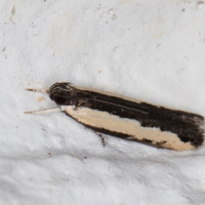 Ardozyga mesochra and similar species at Melba, ACT - 14 Jan 2022 by kasiaaus