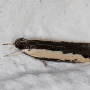 Ardozyga mesochra and similar species at Melba, ACT - 14 Jan 2022 09:57 PM