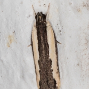 Ardozyga mesochra and similar species at Melba, ACT - 14 Jan 2022 09:57 PM