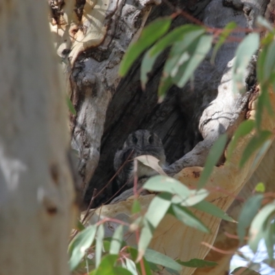 Aegotheles cristatus (Australian Owlet-nightjar) at ANBG - 13 Mar 2022 by TimL