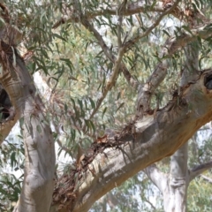 Aegotheles cristatus at Acton, ACT - 13 Mar 2022