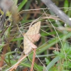 Scopula rubraria (Reddish Wave, Plantain Moth) at QPRC LGA - 5 Mar 2022 by Liam.m