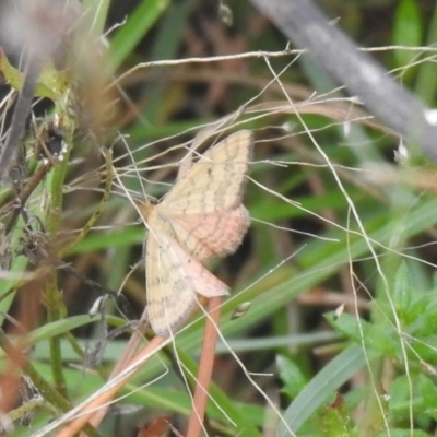 Scopula rubraria (Reddish Wave, Plantain Moth) at Carwoola, NSW - 5 Mar 2022 by Liam.m