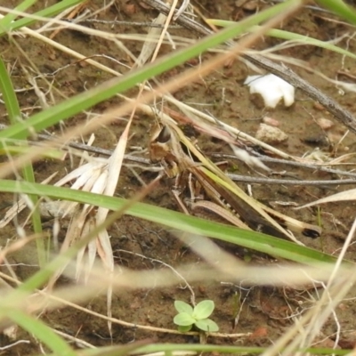 Caledia captiva (grasshopper) at Carwoola, NSW - 5 Mar 2022 by Liam.m