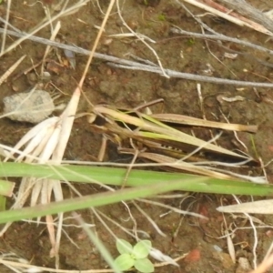 Caledia captiva at Carwoola, NSW - 5 Mar 2022