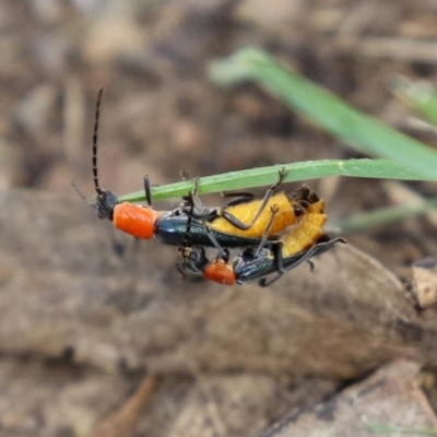 Chauliognathus tricolor (Tricolor soldier beetle) at Bonython, ACT - 13 Mar 2022 by RodDeb