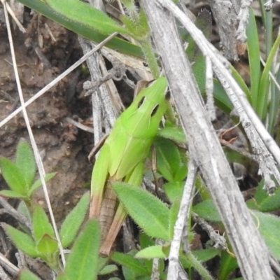 Caledia captiva (grasshopper) at QPRC LGA - 5 Mar 2022 by Liam.m