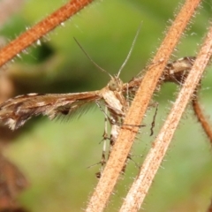 Sphenarches anisodactylus (Geranium Plume Moth) at Macarthur, ACT - 13 Mar 2022 by RodDeb