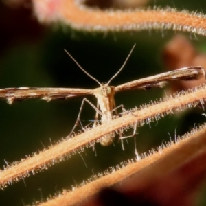 Sphenarches anisodactylus at Macarthur, ACT - 13 Mar 2022 03:05 PM