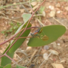 Amorbus (genus) (Eucalyptus Tip bug) at Carwoola, NSW - 10 Mar 2022 by Liam.m