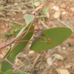 Amorbus sp. (genus) (Eucalyptus Tip bug) at Carwoola, NSW - 10 Mar 2022 by Liam.m
