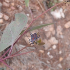 Amorbus sp. (genus) at Carwoola, NSW - 10 Mar 2022