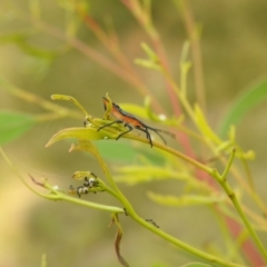 Amorbus sp. (genus) at Carwoola, NSW - suppressed