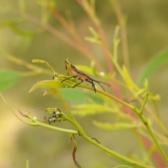 Amorbus (genus) at Carwoola, NSW - suppressed