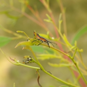 Amorbus sp. (genus) at Carwoola, NSW - suppressed