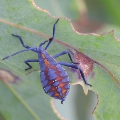 Amorbus sp. (genus) at Carwoola, NSW - 10 Mar 2022