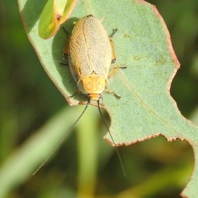 Ellipsidion humerale (Common Ellipsidion) at Carwoola, NSW - 11 Mar 2022 by Liam.m