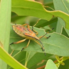 Amorbus (genus) (Eucalyptus Tip bug) at Carwoola, NSW - 12 Mar 2022 by Liam.m