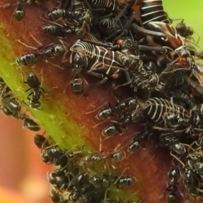 Eurymelinae (subfamily) (Unidentified eurymeline leafhopper) at QPRC LGA - 11 Mar 2022 by Liam.m