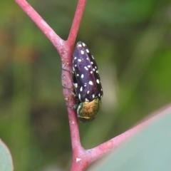 Diphucrania leucosticta (White-flecked acacia jewel beetle) at Carwoola, NSW - 12 Mar 2022 by Liam.m