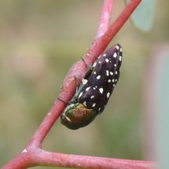 Diphucrania leucosticta at Carwoola, NSW - suppressed