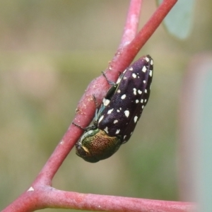 Diphucrania leucosticta at Carwoola, NSW - suppressed