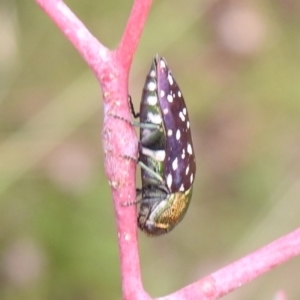 Diphucrania leucosticta at Carwoola, NSW - suppressed