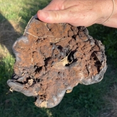 Sanguinoderma rude (Red-staining Stalked Polypore) at Gundaroo, NSW - 13 Mar 2022 by BMy