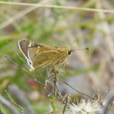 Trapezites luteus (Yellow Ochre, Rare White-spot Skipper) at QPRC LGA - 12 Mar 2022 by Liam.m